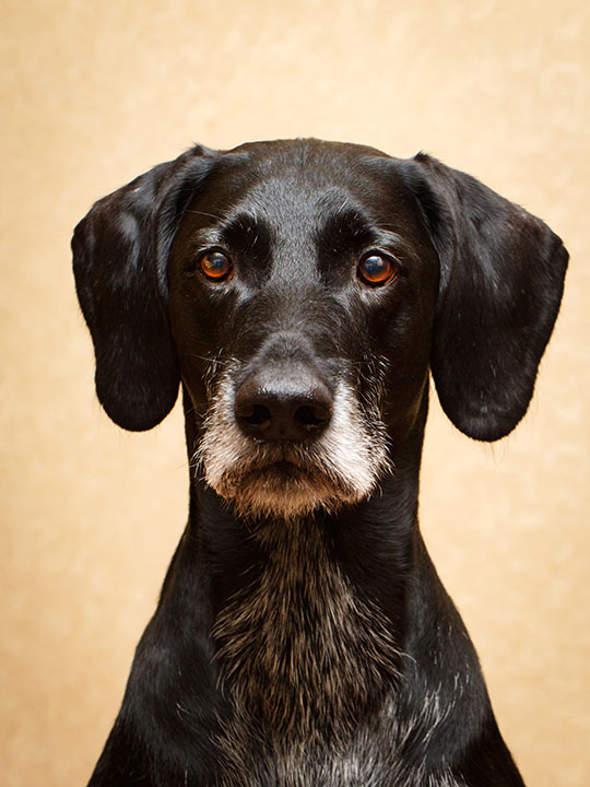 Auch Hunden und Pferden fhilft die Biomechanische Stimulationstherapie