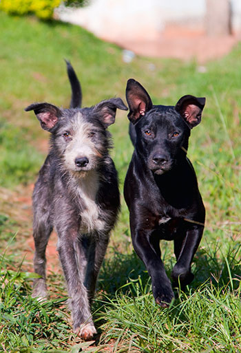 Auch Hunden und Pferden hilft die physiotherapeutische Therapie